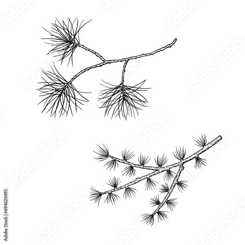 Set of pine branches. Spruce, fir, cedar tree. Line drawing. Hand drawn vector illustration. Design element. For coloring, cards, printing, packaging, invitations, business cards, advertising, 2024