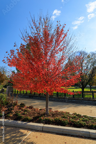 autumn trees in the park