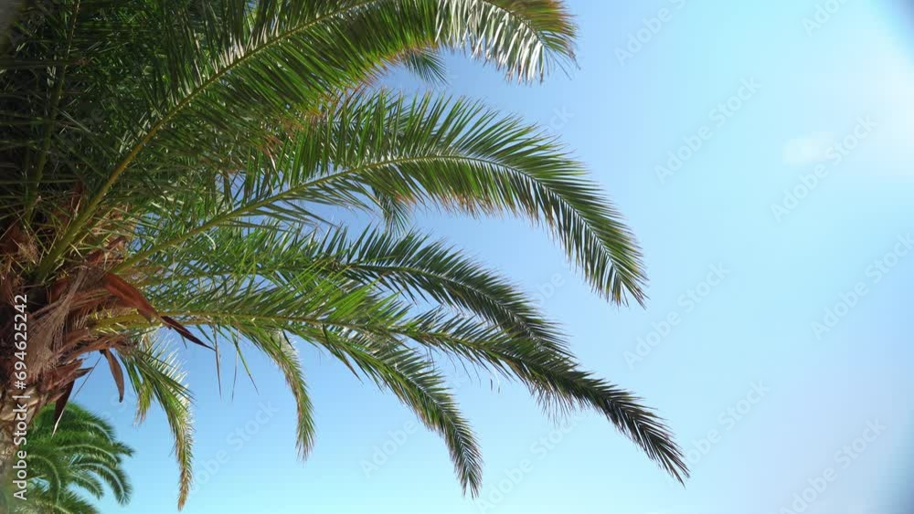 Branch of green palm tree against a background of blue sky slowly sways in the wind Tropical plant foliage, paradise, tropical beach. Nature wallpaper summer holiday, relaxation Resort on a sunny day Branch of green palm tree against a background of blue sky slowly sways in the wind Tropical plant foliage, paradise, tropical beach. Nature wallpaper summer holiday, relaxation Resort on a sunny day