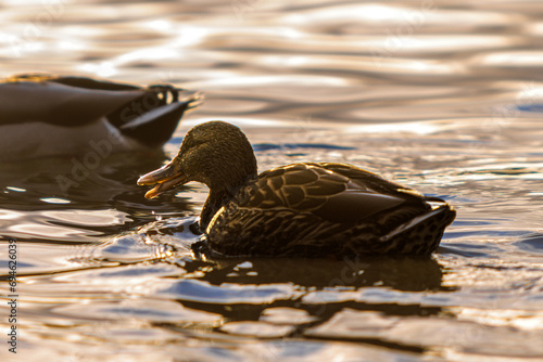 duck swimming in the water © Martin