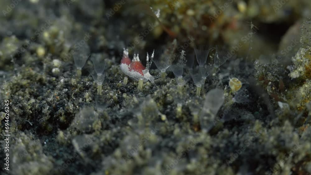 A small nudibranch crawls quickly along the overgrown bottom of a tropical sea.
Red Facelina (Facelina sp.) 8 mm. Translucent white with white spots, rhinophores smooth. A small nudibranch crawls quickly along the overgrown bottom of a tropical sea.
Red Facelina (Facelina sp.) 8 mm. Translucent white with white spots, rhinophores smooth.