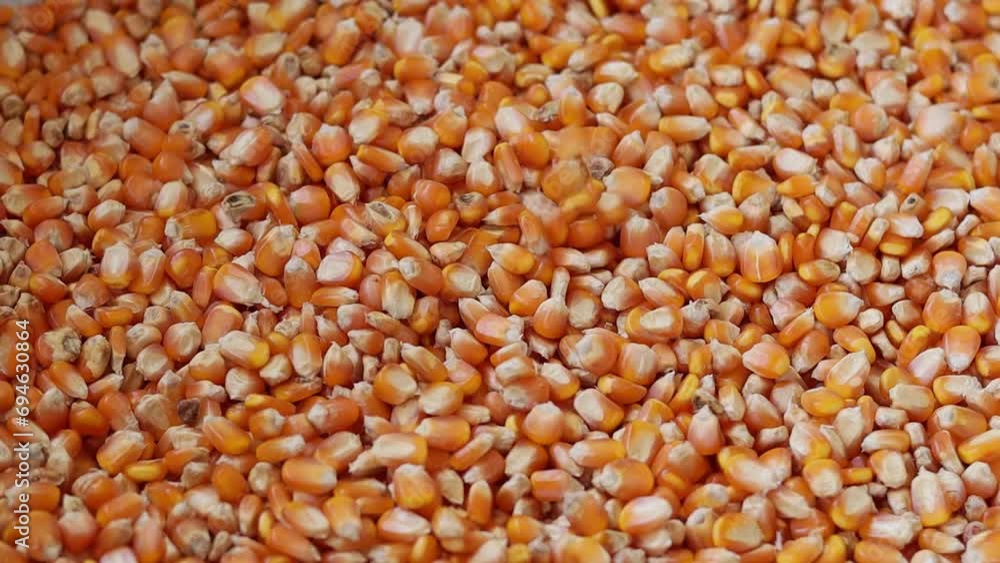 Closeup pour falling corn seed into corn seed background, food and argriculture concept Closeup pour falling corn seed into corn seed background, food and argriculture concept