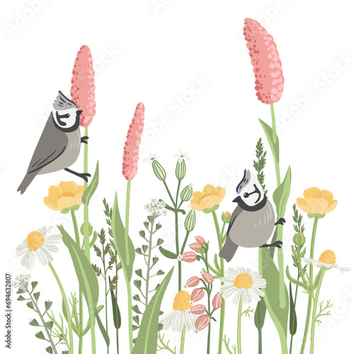 field flowers and crested tits, vector drawing wild flowering plants and birds at white background, natural composition,, hand drawn botanical illustration