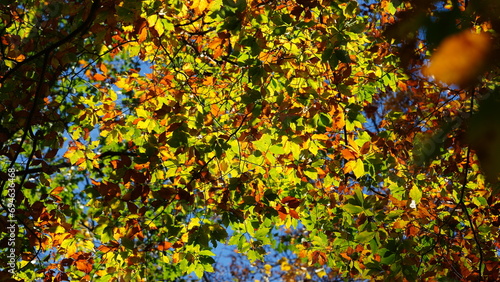 The colorful and beautiful leaves on the trees in autumn 