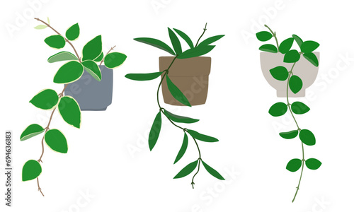 Set of hoya plants. Hand drawn vector illustration. Interior green hanging plants. 