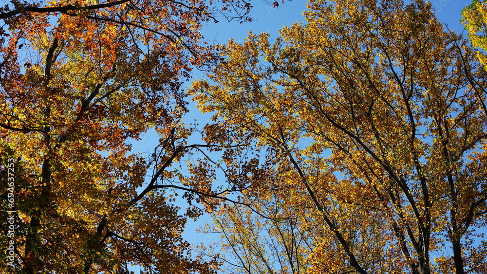 The colorful and beautiful leaves on the trees in autumn
The colorful and beautiful leaves on the trees in autumn