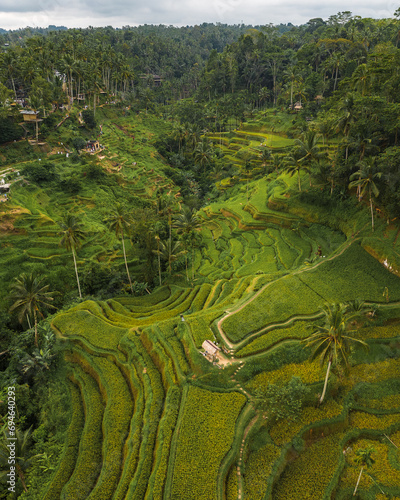 Drone view of Tegallalang Rice Terrace near Ubud on the island of Bali. photo