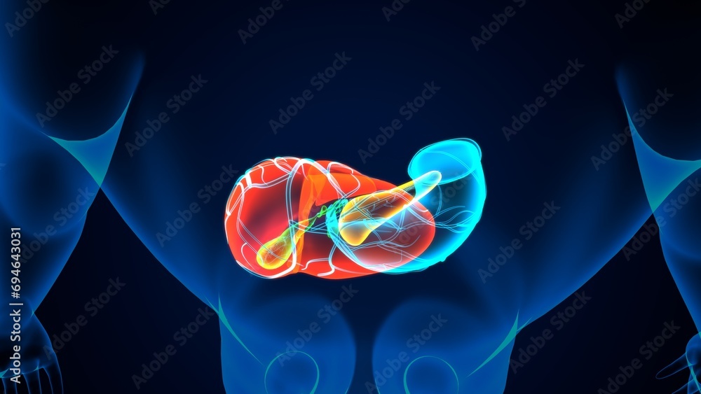 human pancreas,liver,stomach and gallbladder anatomy system. 3d render ...