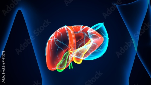 human pancreas,liver,stomach and gallbladder anatomy system. 3d render photo