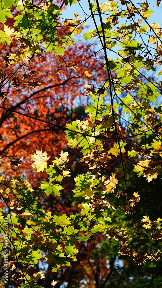 The colorful and beautiful leaves on the trees in autumn
The colorful and beautiful leaves on the trees in autumn