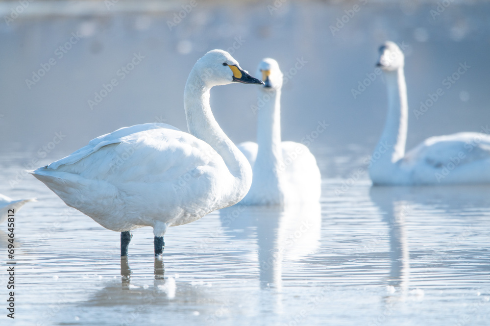 Fototapeta premium 越冬してきたハクチョウ