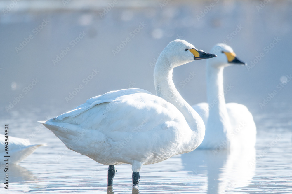 Fototapeta premium 越冬してきたハクチョウ