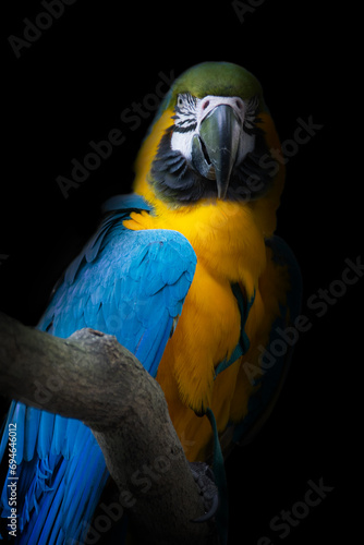 ルリコンゴウインコ