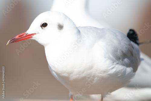 カモメ