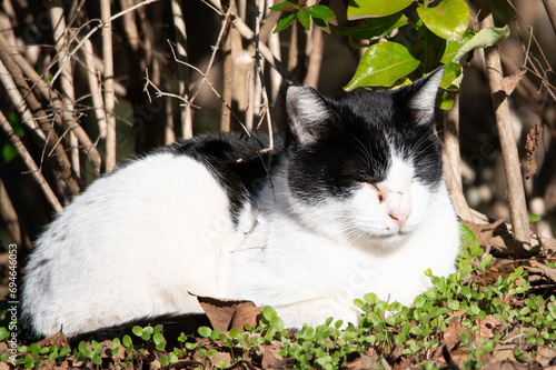 野良猫の集い