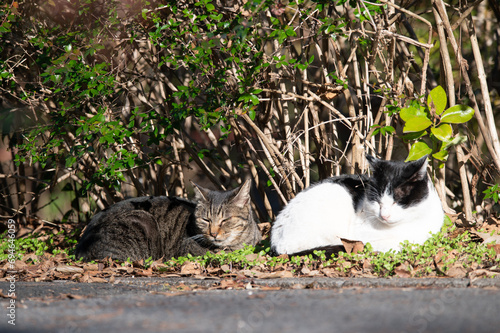 野良猫の集い