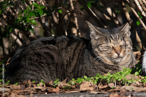 野良猫の集い