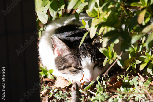 野良猫の集い