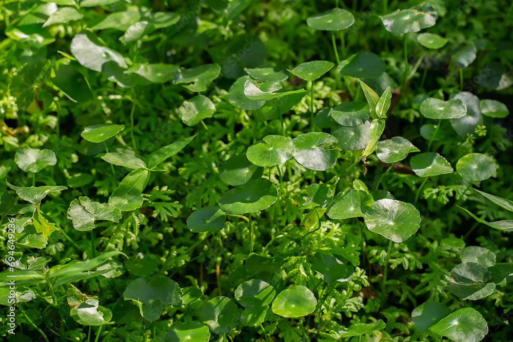 Leaf, Backgrounds, Plant, Green Color, Wall - Building Feature Leaf, Backgrounds, Plant, Green Color, Wall - Building Feature