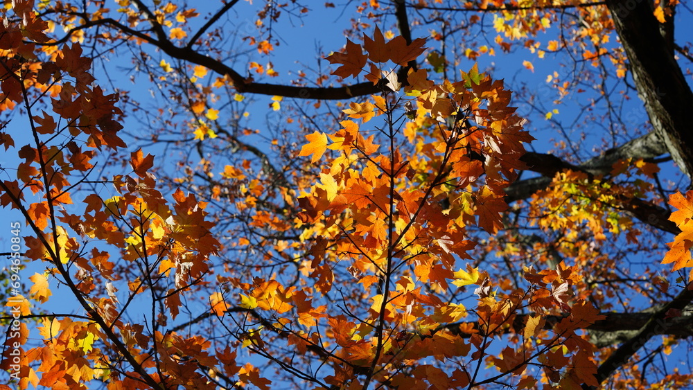 The colorful and beautiful leaves on the trees in autumn