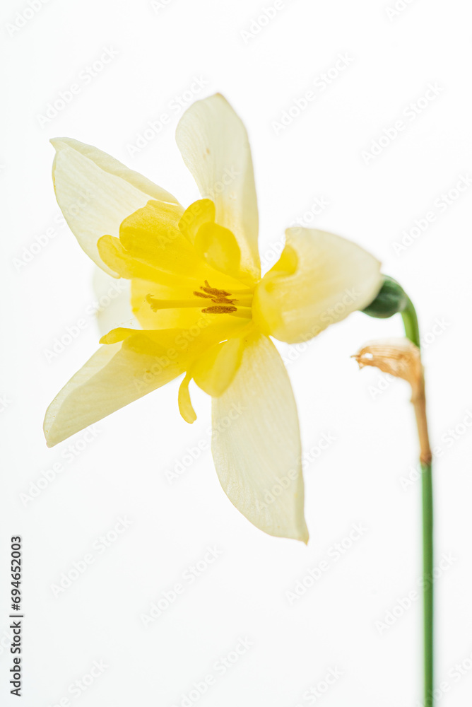 tulip in the white background