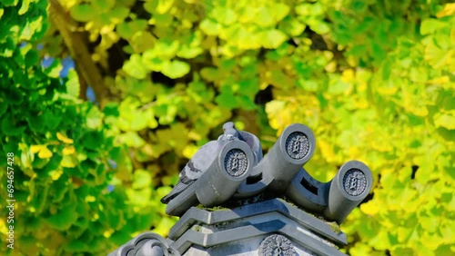 Pigeons on the japanese temple roof in front of the ginkgo tree