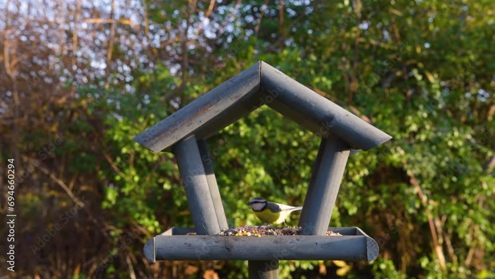 Beautiful small garden bird feeding in winter time in bird feeder Beautiful small garden bird feeding in winter time in bird feeder