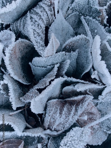 frozen winter texture close-up 