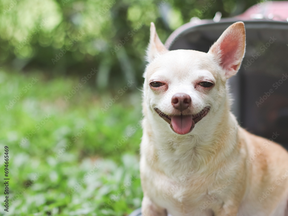 smiling brown  short hair  Chihuahua dog sitting in front of pink fabric traveler pet carrier bag on green grass in the garden, ready to travel. Safe travel with animals.
