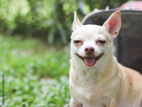 smiling brown  short hair  Chihuahua dog sitting in front of pink fabric traveler pet carrier bag on green grass in the garden, ready to travel. Safe travel with animals. © Phuttharak