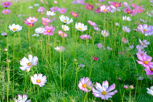 colorful cosmos flowers in the garden, selective soft focus, for nature background