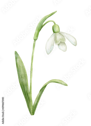 Tapeta January birth month flower snowdrop watercolor illustration