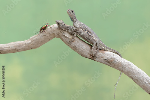 Two flying dragons are fighting for territory. This reptile has the scientific name Draco volans. Selective focus with natural background. © I Wayan Sumatika