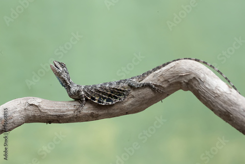 A flying dragon is sunbathing before starting its daily activities. This reptile has the scientific name Draco volans. Selective focus with natural background.