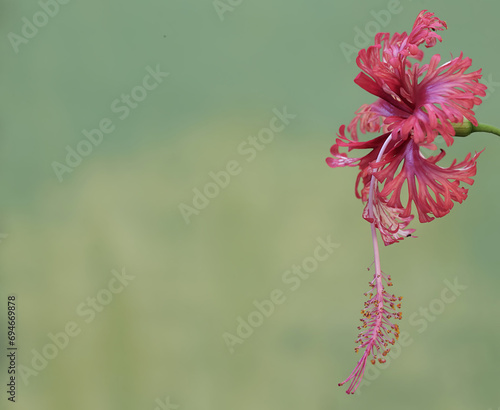 The beauty of red hibiscus flower that is in full bloom. This beautiful flowering plant has the scientific name Hibiscus rosasinensis. photo