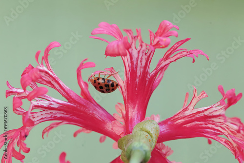 A ladybug is foraging on a hibiscus flower. This small insect has the scientific name Epilachna admirabilis. photo