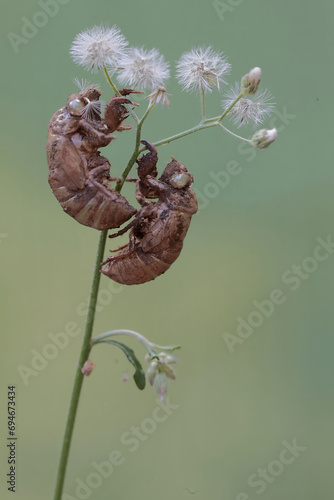 The remaining skins from the molting process of two evening cicadas are stuck to the leaves. This insect has the scientific name Tanna japonensis. photo