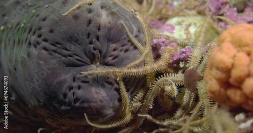 Sea cucumber shot while diving in 4K 60 fps slow motion on a nice reef in cold water north Atlantic.  photo