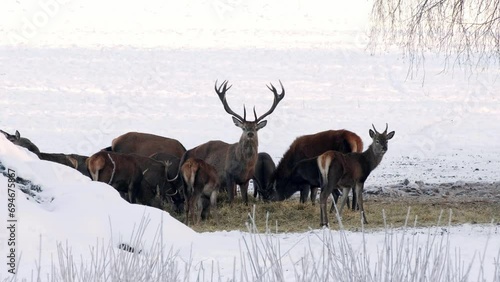 Deer eat food in winter