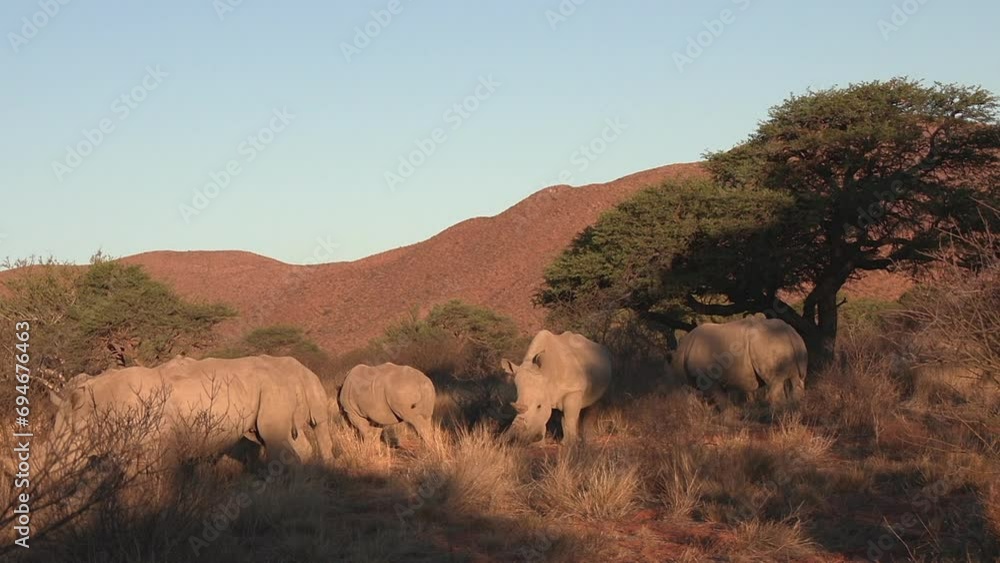 White rhinoceros grazes in the arid environment of the Kalahari. Close up White rhinoceros grazes in the arid environment of the Kalahari. Close up