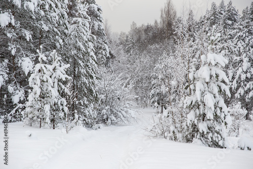 Winter forest covered with snow. Winter landscape.