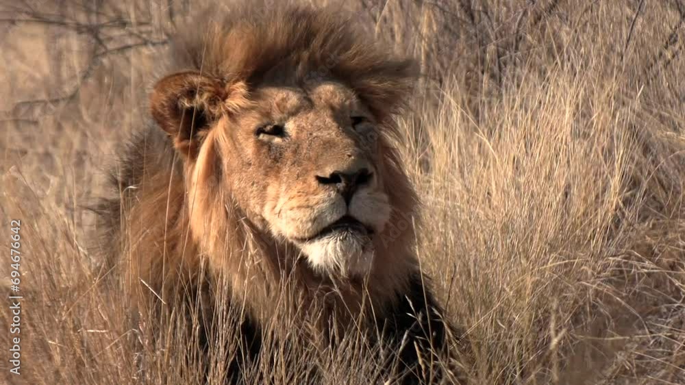 An old kalahari male lion with a beautiful mane shows his broken teeth while yawning.