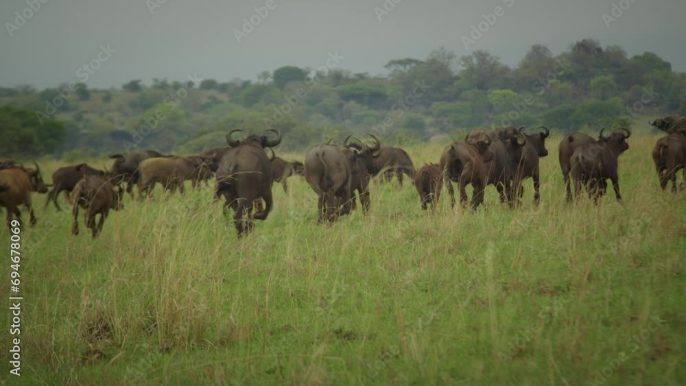 Back view of buffaloes running in savanna, Africa. Slow-motion Back view of buffaloes running in savanna, Africa. Slow-motion