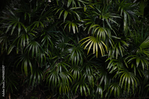 Palm Leaf Background