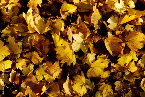 Heap of yellow leaves in a fall - foliage background