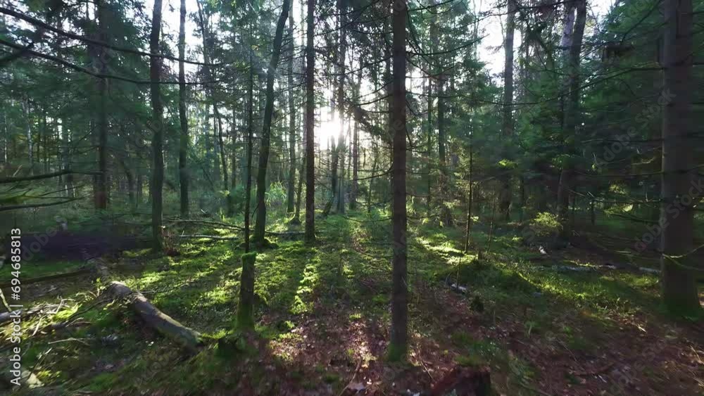 A sunset in the woods with sun rays penetrating through the forest A sunset in the woods with sun rays penetrating through the forest