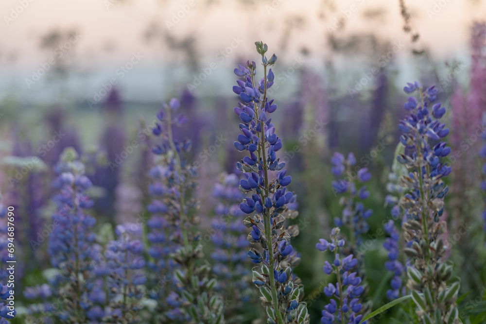 Lupine flowers in a foggy field during sunset in the Moscow region Lupine flowers in a foggy field during sunset in the Moscow region