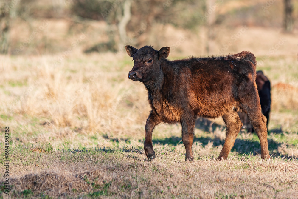 Angus calf walking in dormant pasture