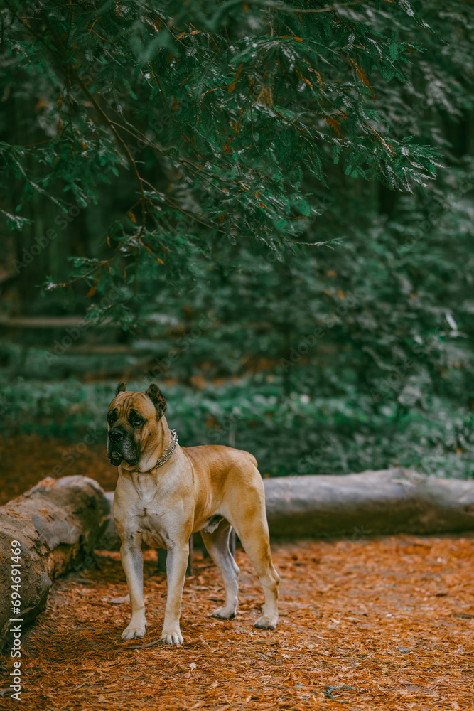 Cane Corso in forest
