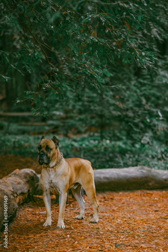 Cane Corso in forest © Elena